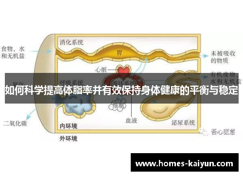 如何科学提高体脂率并有效保持身体健康的平衡与稳定